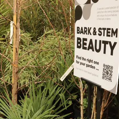 Bark & Stem Beauty Bark & Stem Beauty