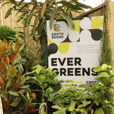 Evergreens Evergreens