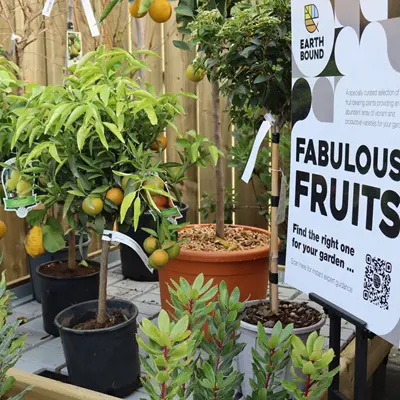 Fabulous Fruits Fabulous Fruits