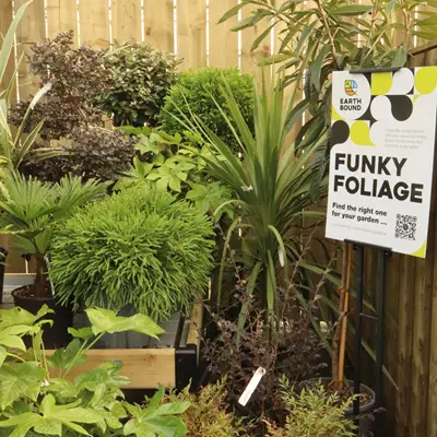 Funky Foliage Funky Foliage