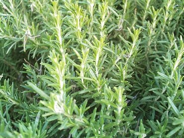 Herbs for tea Herbs for tea