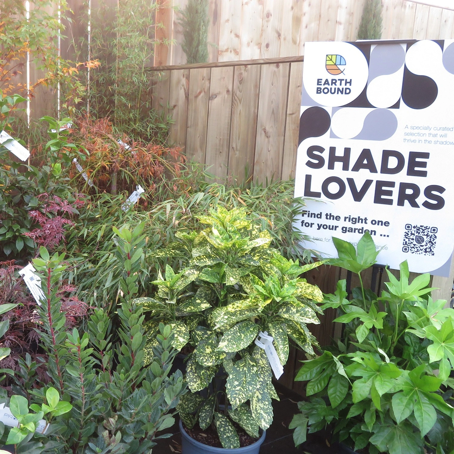 Shade Lovers Shade Lovers