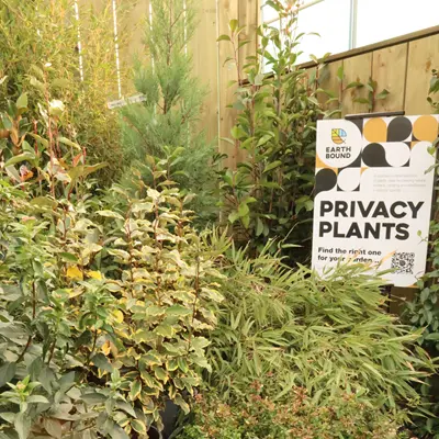 Privacy Plants Privacy Plants