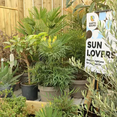 Sun Lovers Sun Lovers