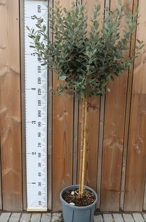 FEIJOA sellowiana