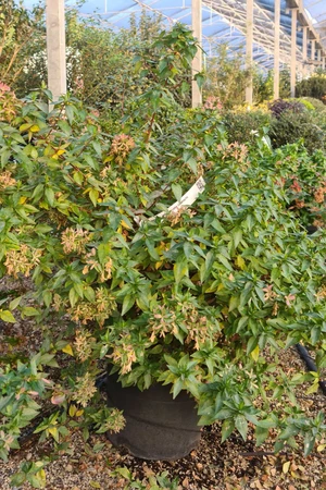ABELIA x grandiflora 'Compacta'
