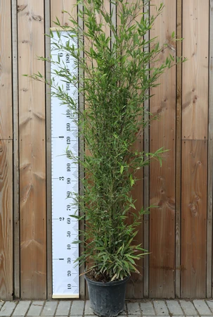 PHYLLOSTACHYS nigra