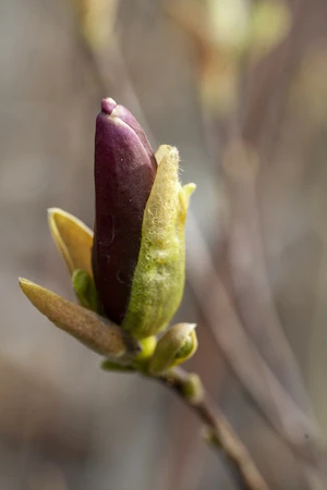 MAGNOLIA liliiflora 'Nigra'