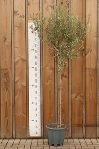 OLEA europaea