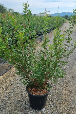 PISTACIA lentiscus