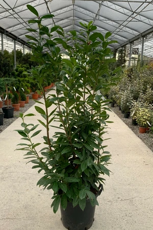 PRUNUS laurocerasus 'Novita'
