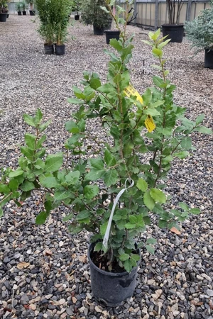QUERCUS ilex