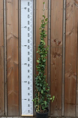 TRACHELOSPERMUM jasminoides