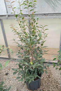 CAMELLIA japonica Pink