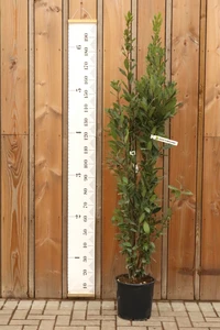 LAURUS nobilis