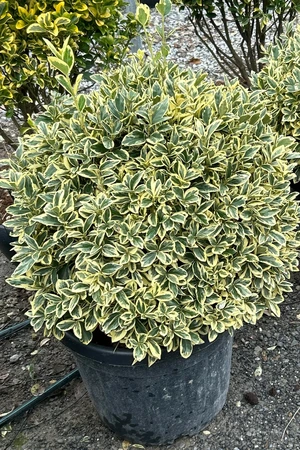 EUONYMUS japonicus 'Bravo'