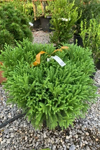 CRYPTOMERIA japonica 'Globosa Nana'