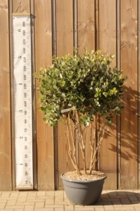 FEIJOA sellowiana
