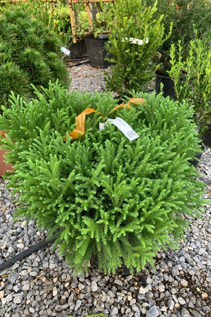 CRYPTOMERIA japonica 'Globosa Nana'