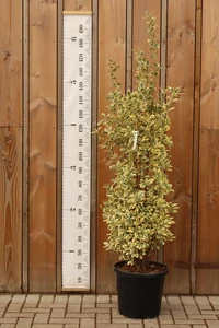 EUONYMUS japonicus 'Bravo'