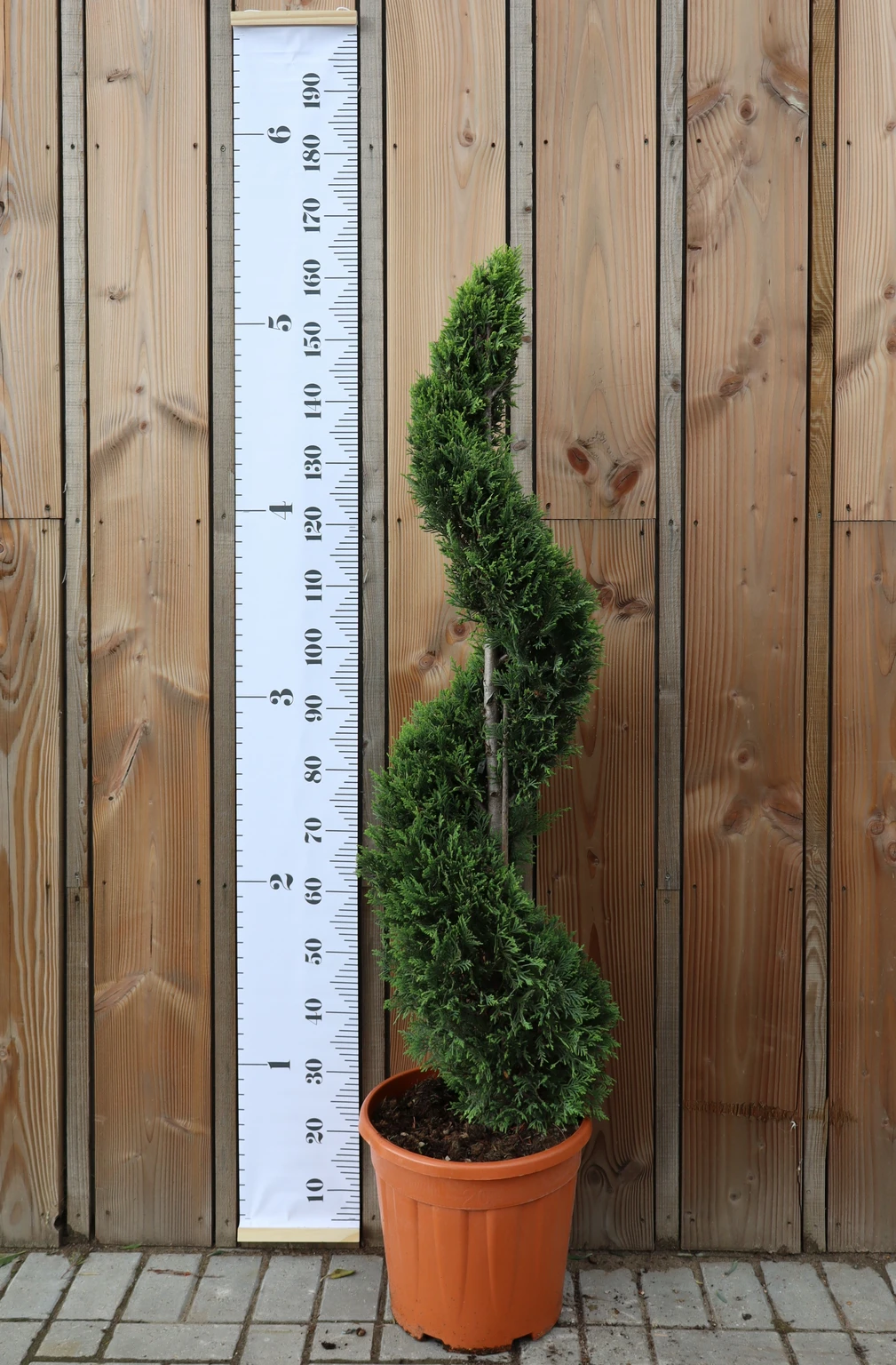 Cuando Plantar Cipres Leylandi KENTIS - Cupressocyparis Leylandii  Castlewellan - Ciprés Pompón Auténticas Plantas De Exterior - H 140-160 Cm  Jarrón 30 Cm Castlewellan Cypress, image size:1009x1536