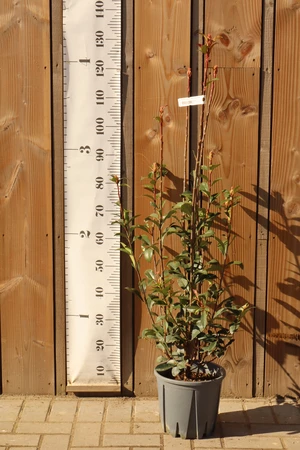 PHOTINIA x fraseri 'Little Fenna'