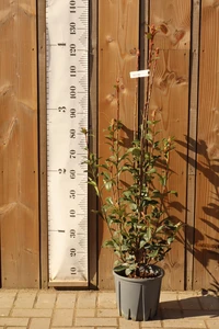 PHOTINIA x fraseri 'Little Fenna'