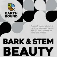 Bark & Stem Beauty