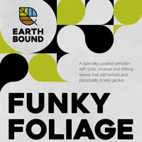 Funky Foliage