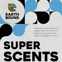 Super Scents